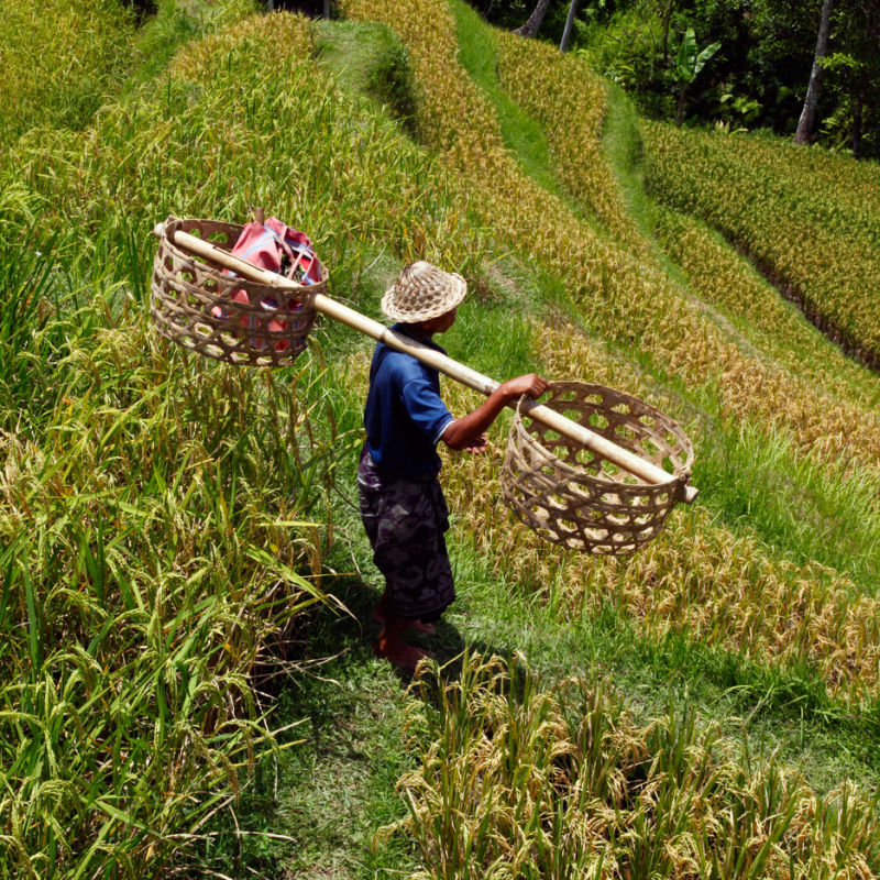 Bali-Farmer-Walks-Through-Rice-Feild-With-Two-Baskets