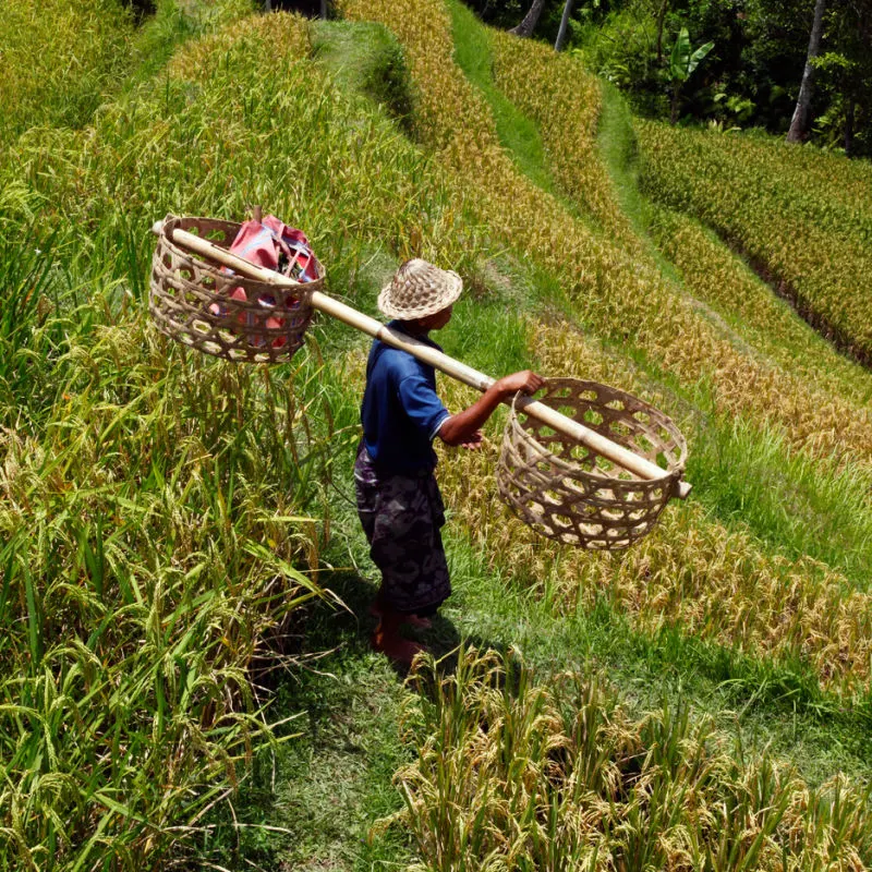 Bali-Farmer-Walks-Through-Rice-Feild-With-Two-Baskets