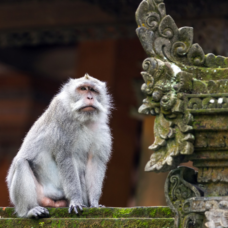 Big-Male-Monkey-Sits-Next-To-Roof-Of-Bali-Temple