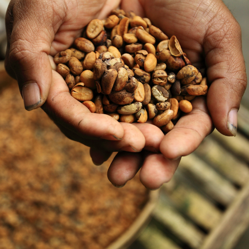 Close-Up-Of-Hands-Holding-Bali-Coffee-Beans
