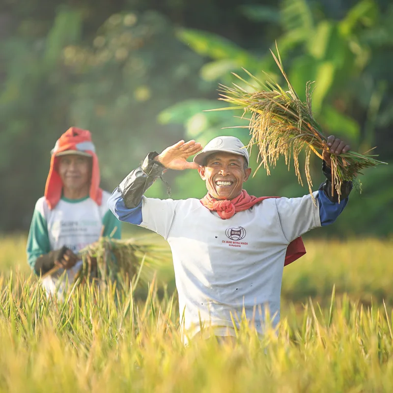 A Balinese farmer happily holds rice in the field