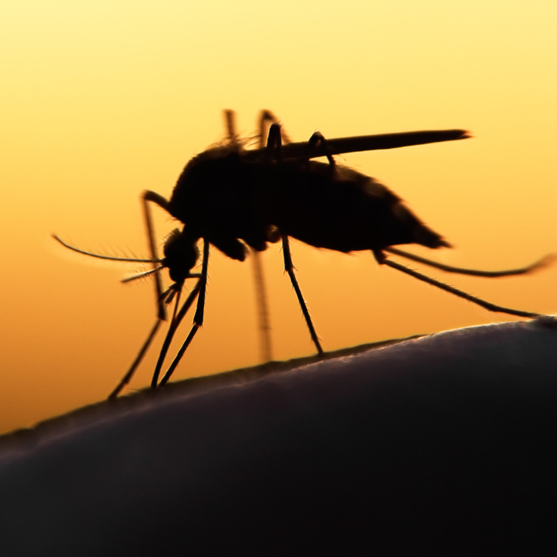 Silhouette-of-a-Mosquito-at-sunset
