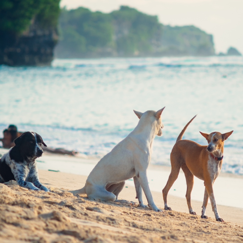 Trzy psy siedzące na plaży na Bali