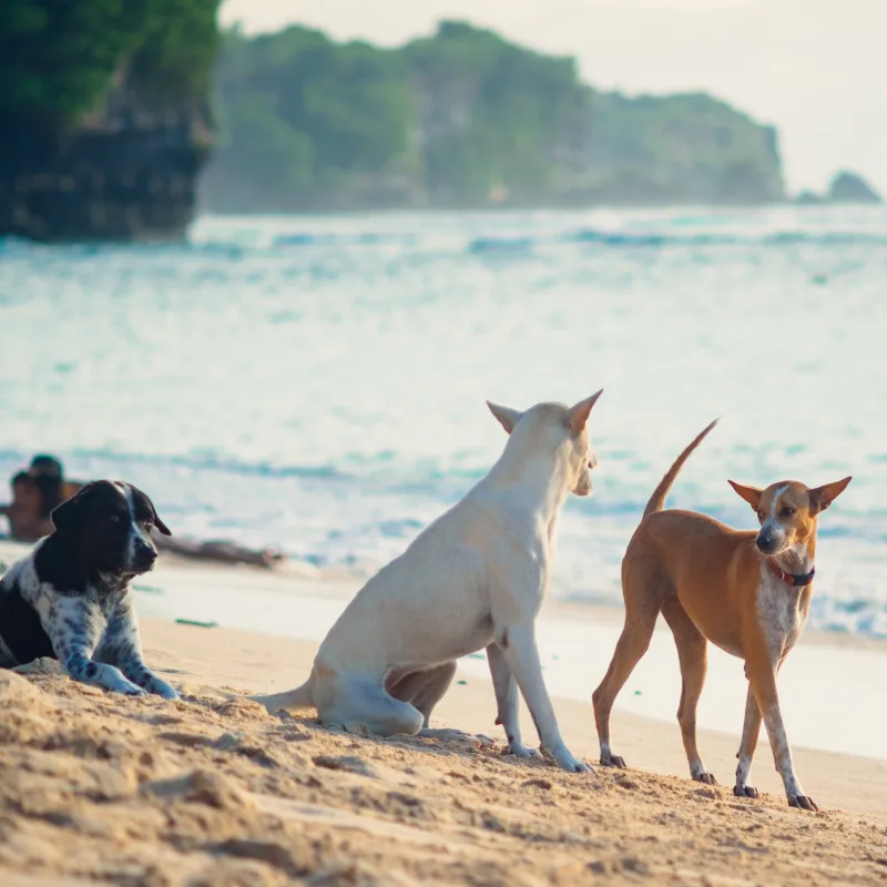 Tre cani seduti sulla spiaggia di Bali