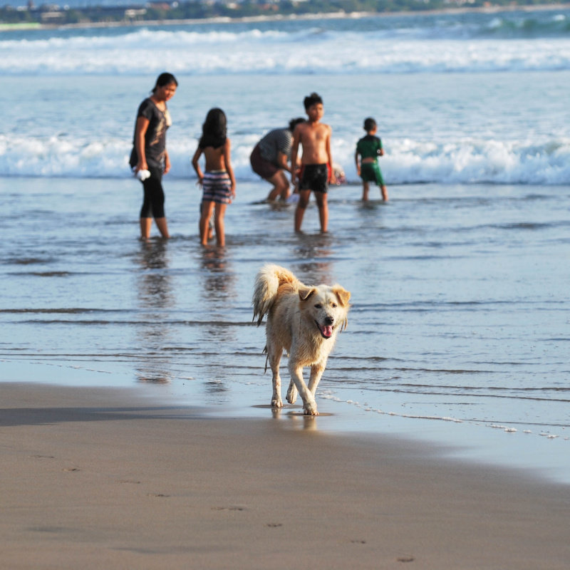White-Dog-In-Bali-Walks-Along-the-Beach-While-Locals-Play-In-The-Sea