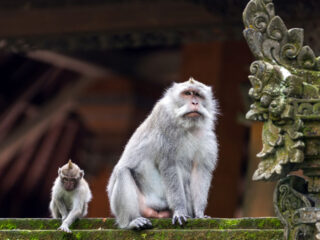 Wild Monkey Causes Mayhem In Bali Tourist Restaurant
