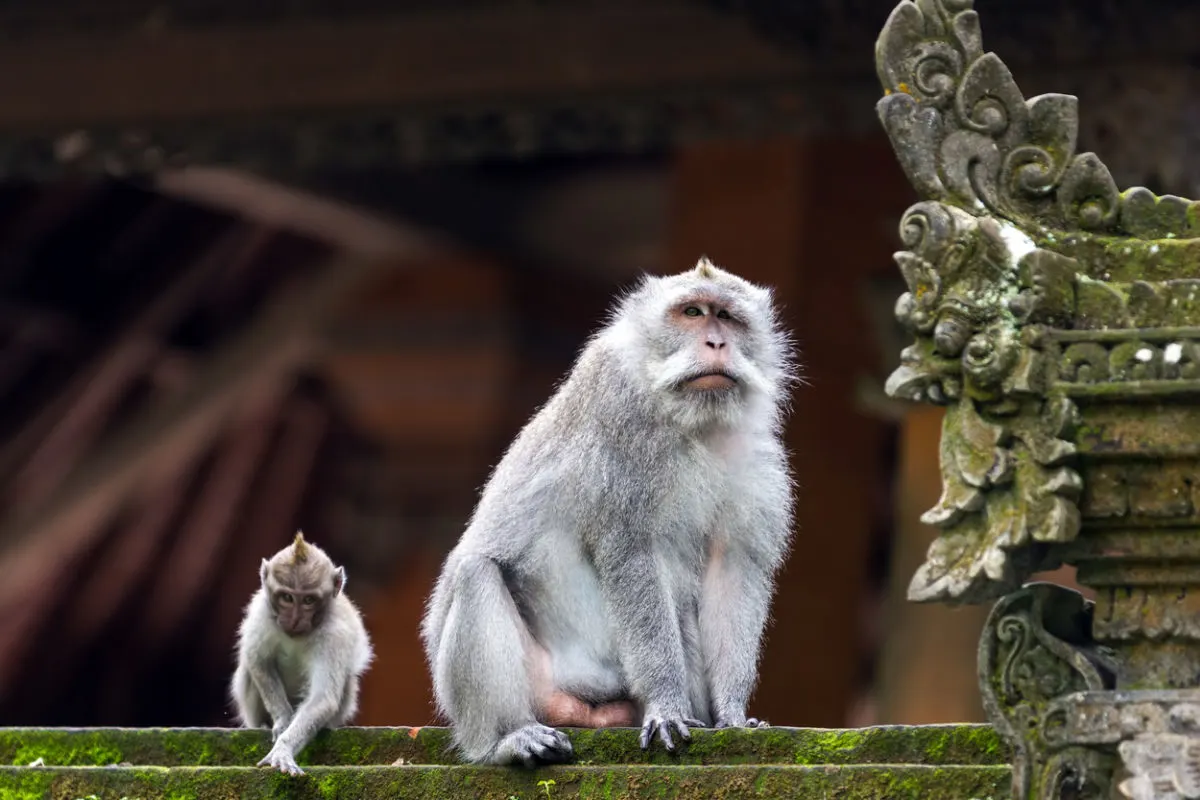 Wild Monkey Causes Mayhem In Bali Tourist Restaurant