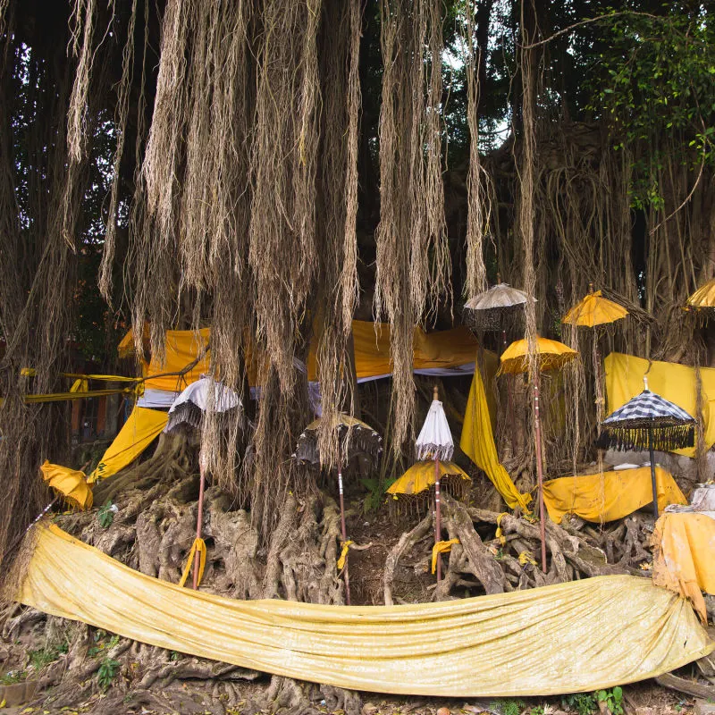 Yellow-Puja-Offerings-Wrapped-Around-the-Base-Of-A-Banyan-Tree-
