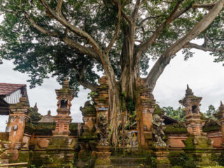 Australian Tourist Questioned By Police After Climbing Sacred Tree In Bali Temple