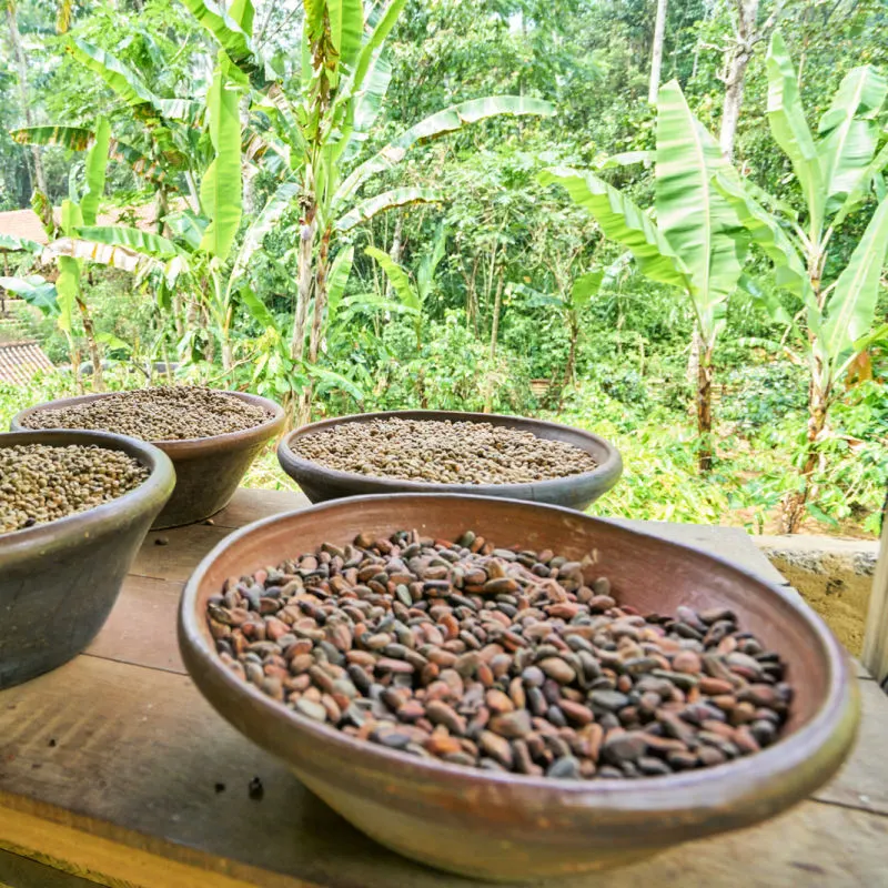 Bali-Coffee-In-Bowls-On-Display-Surrounded-By-Banana-Trees