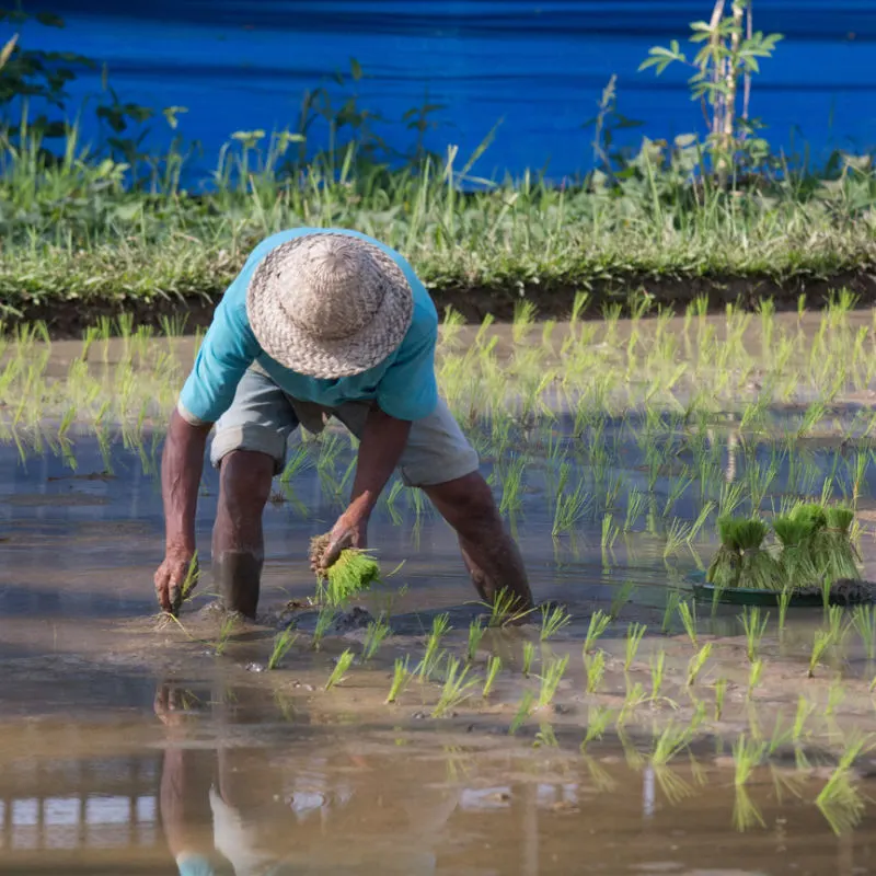 Bali farmer plants rice on flooded rice fields