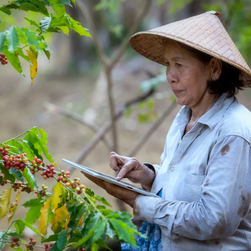 Bali Woman Coffee Farmer Uses iPad To Record Crop Data