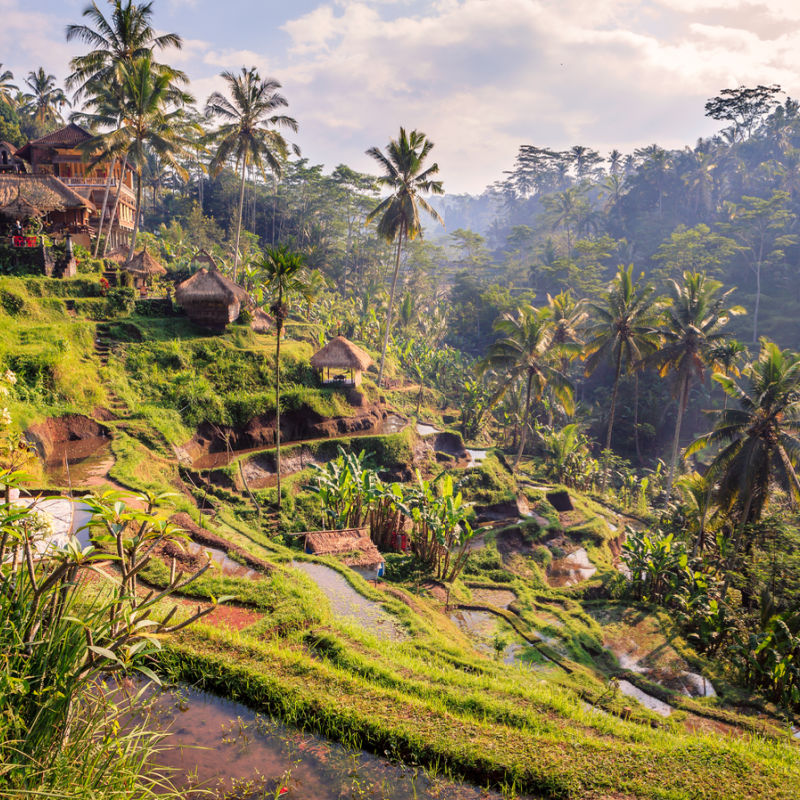 Landscape-Of-Bali-Rice-Fields-Coconut-Trees-And-Old-Jungle-Forest