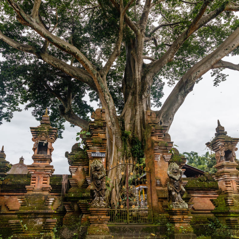 Sacred-Banyan-Tree-In-Bali-Temple