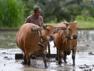 Bali Authorities Concerned Farmers Secretly Selling Cattle Due To Foot And Mouth Disease