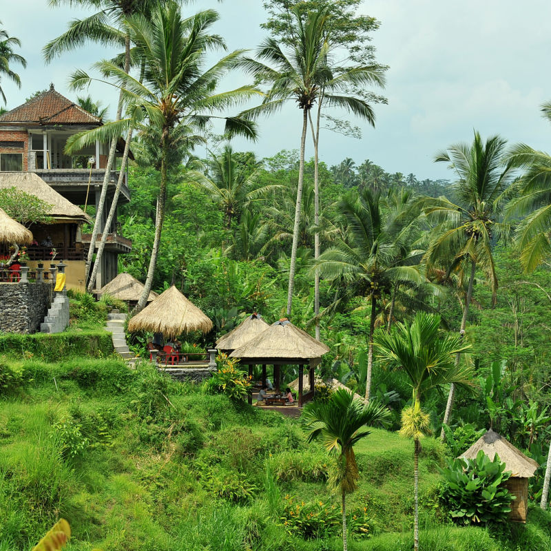 Bali-Shala-Huts-On-Rice-Terrace-Ridges-In-Ubud-Bali