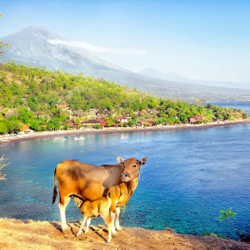Cow-and-Calf-Stand-On-Cliff-Edge-By-Amed-And-Mount-Batur