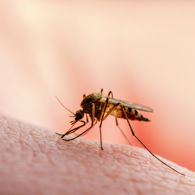 Dengue-Mosquito-Close-Up-On-Skin