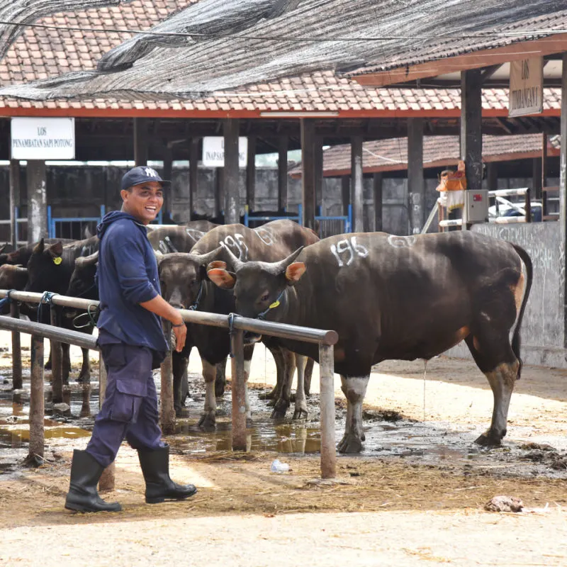 Bali Farmers Take Out Livestock Insurance As Concern For Foot And Mouth  Disease Grows - The Bali Sun