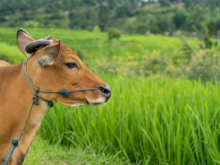 More Positive Cases Of Foot And Mouth Disease Found In Bali As Cattle Vaccines Run Out