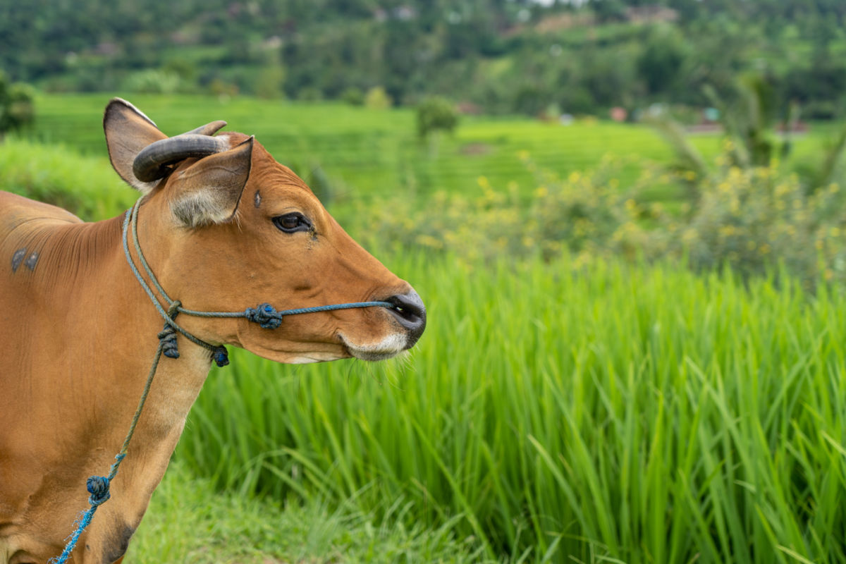 More Positive Cases Of Foot And Mouth Disease Found In Bali As Cattle Vaccines Run Out The