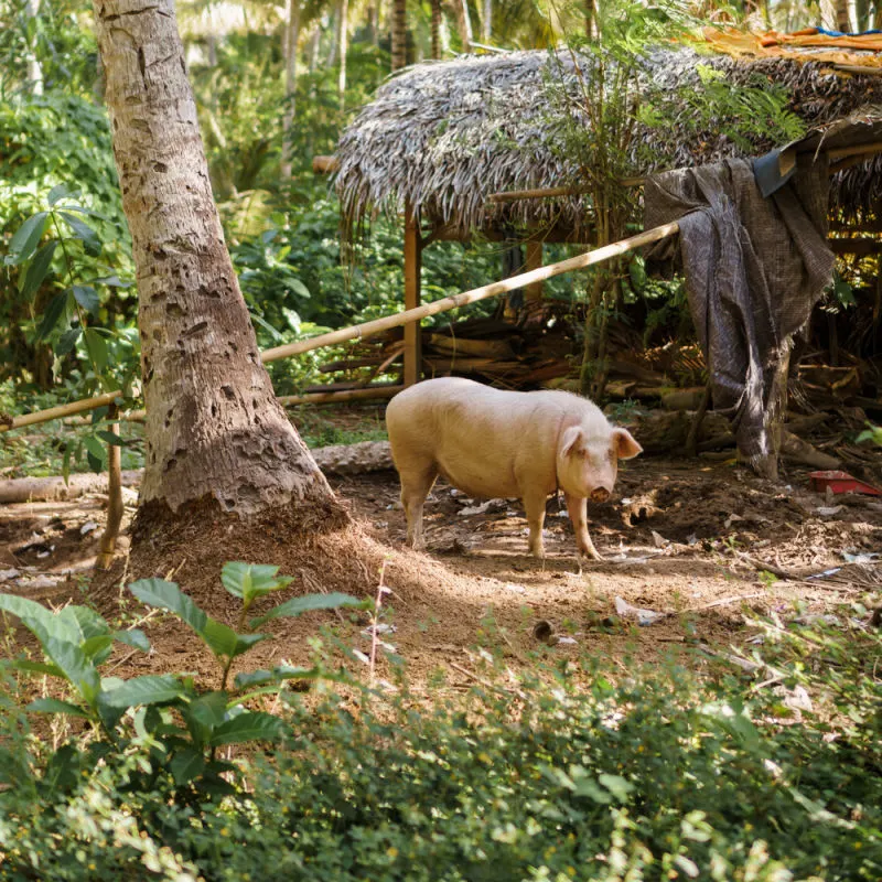 Pig-in-community-garden-in-Bali