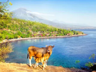Second Type Of Livestock Virus Detected In Bali Concerning Australian Border Control