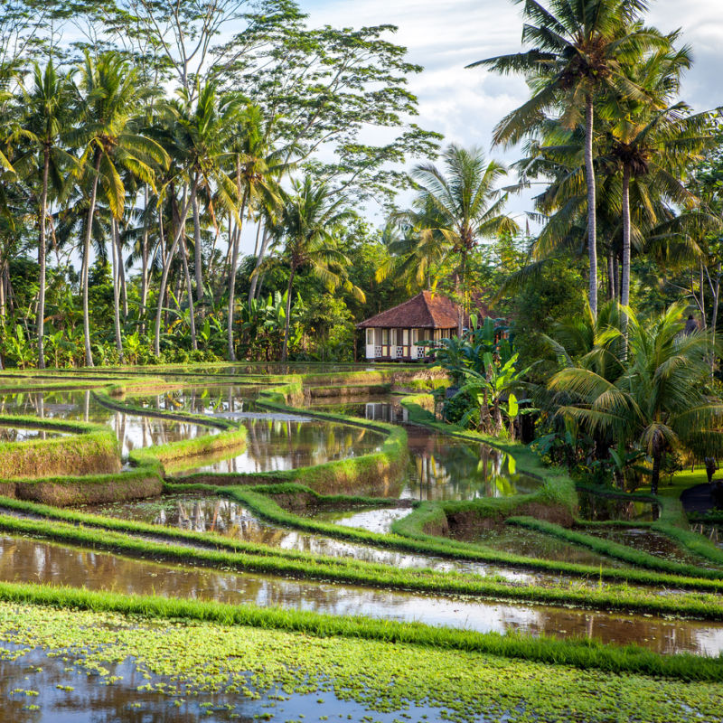 Small-Bungalow-House-Home-In-Rice-Field-Surrounded-By-Palm-Trees-In-Ubud-Bali