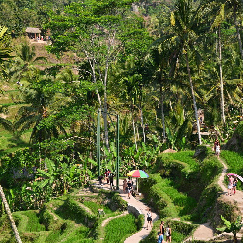 tourists walk through pathways of rice terraces in Bali