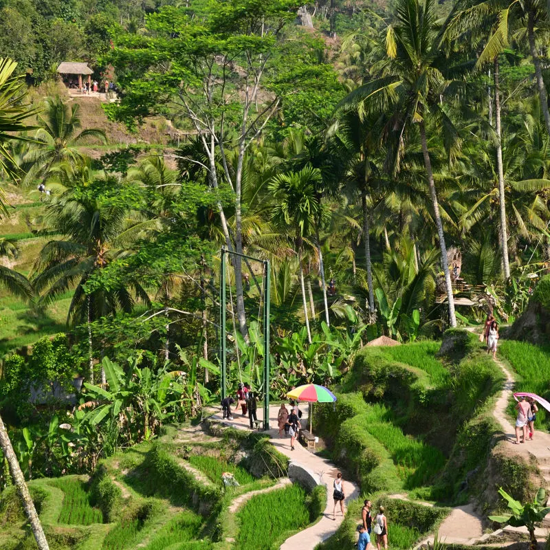 tourists walk through pathways of rice terraces in Bali