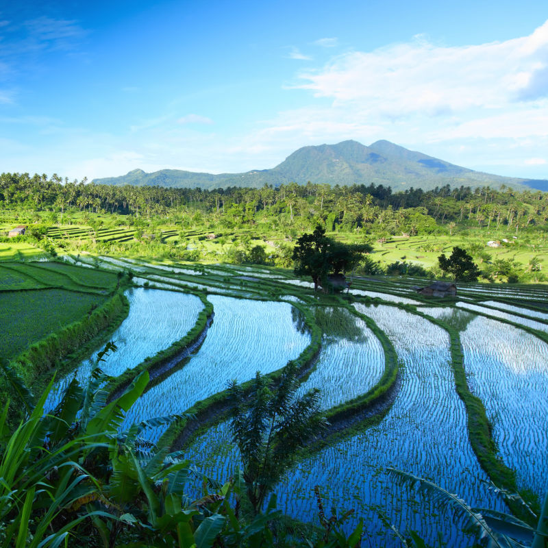 View-Of-Bali-Mountain-Behind-Flooded-Rice-Feild-Farmland