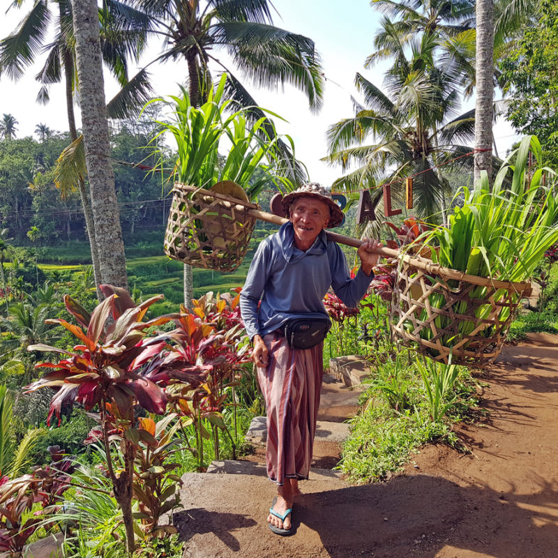 Bali-Farmer-Carries-Grass-At-Bali-Rice-Feilds-He-Is-Smiling-Happy