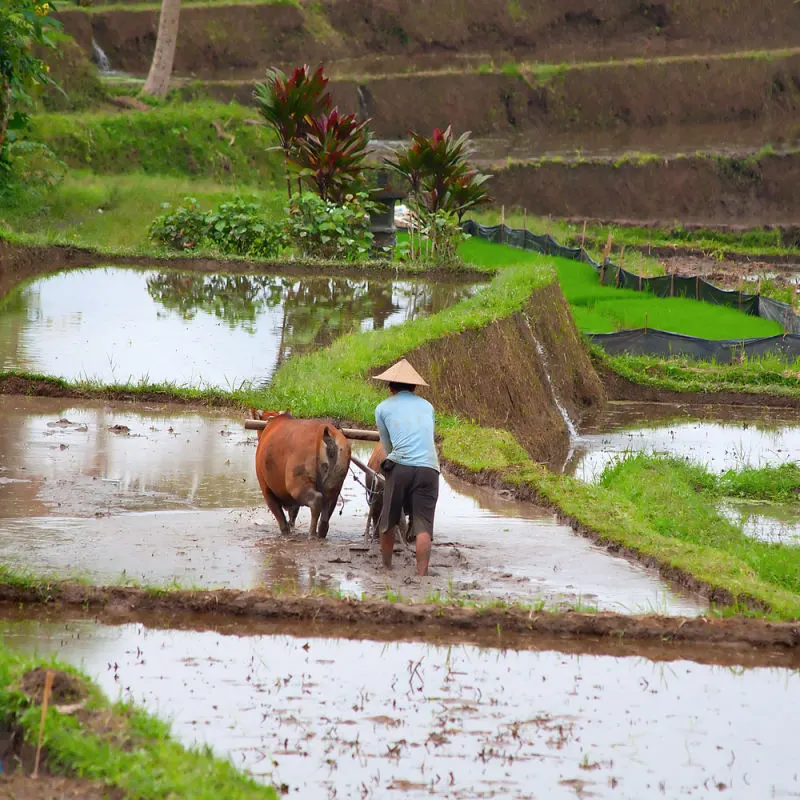 Bali-Farmer-Ploughs-Rice-Field-With-His-Cows