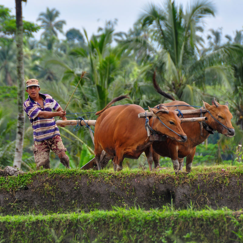 Bali-Farmer-Uses-His-Cows-To-Plough-Rice-Feild
