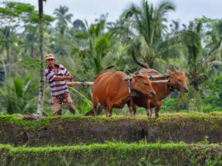 Bali Farmers Move To Insure Livestock As Concern For Foot And Mouth Disease Grows