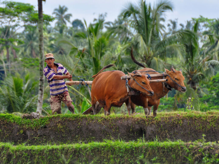 Foot And Mouth Disease Archives The Bali Sun