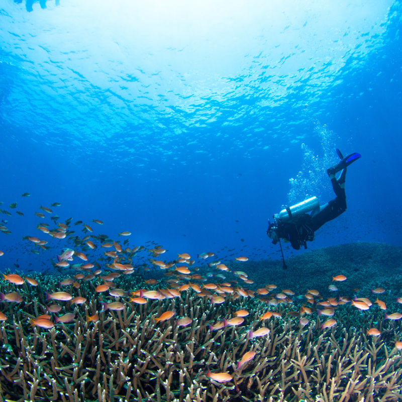 Diver-In-Coral-Reef-Off-Bali-Nusa-Penida