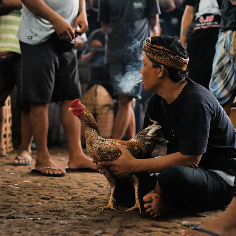 Man-Holds-His-Rooster-Ready-For-A-Cockfight-in-Bali