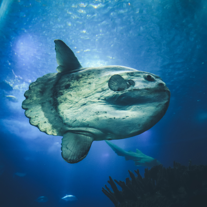 Mola-Mola-Sunfish-In-Coral-Reef-In-OCean