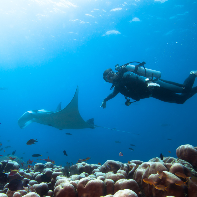 Scuba-Diver-Swimgs-With-Manta-Ray-In-Bali-Nusa-Penida
