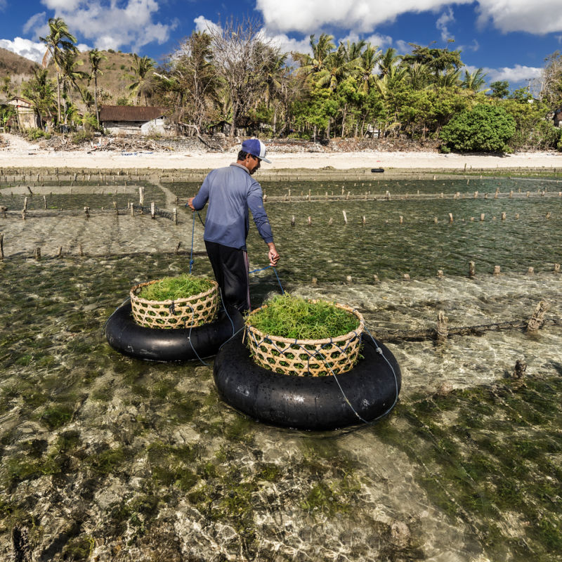 Seaweed-Famer-Collects-Seaweed-into-Two-Baskets-In-Nusa-Penida