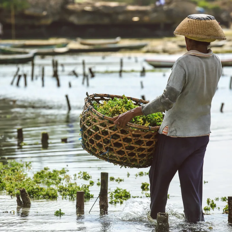 Seaweed-Farmer-Carries-Basket-Of-Seaweed-Back-To-Shore