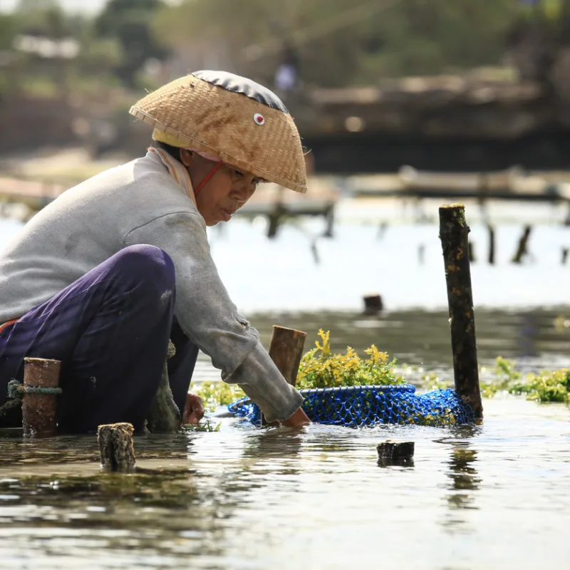 Seaweed Farming Could Be The Next Big Tourist Attraction In Bali - The ...