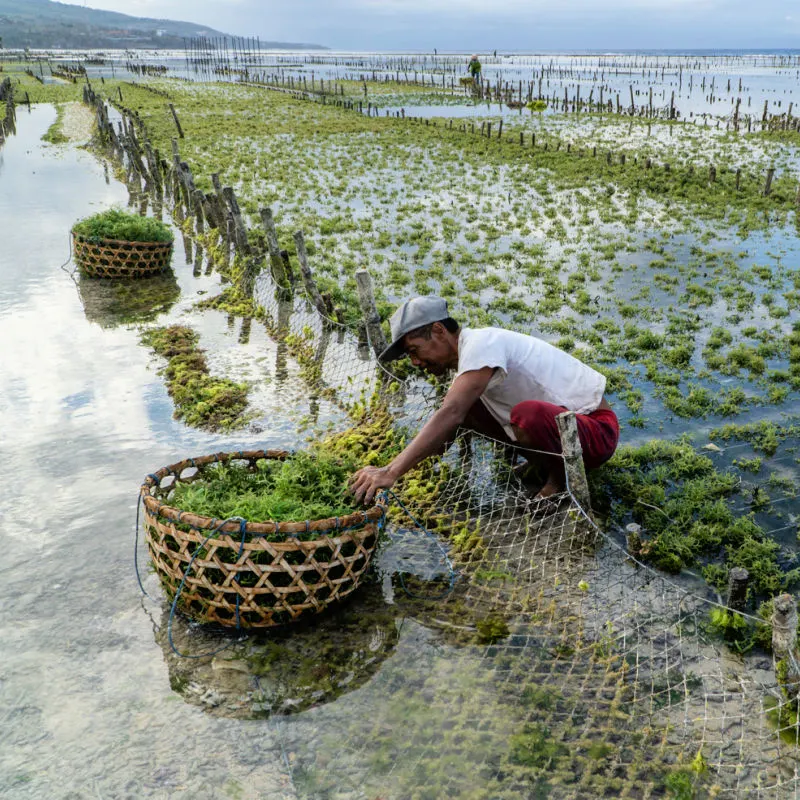 Seaweed-Farmer-In-Nusa-Pendia-