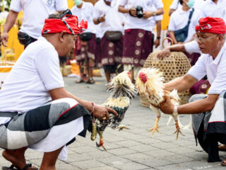 Bali Cockfighting Granted Cultural Attraction Status But Strictly No Gambling Allowed