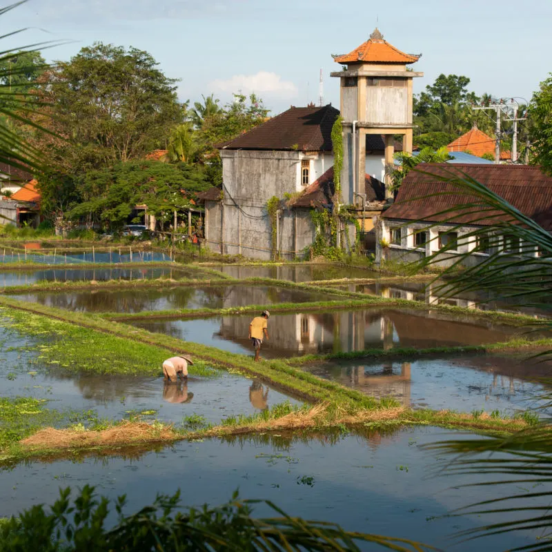 Bali Farmers Plant Rice In Flooded Rice Field Close To Old Buildings 