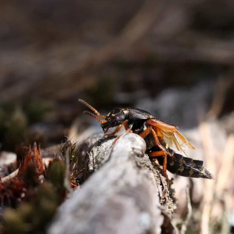 Close Up Of Rove Beetle Tomcat Insect