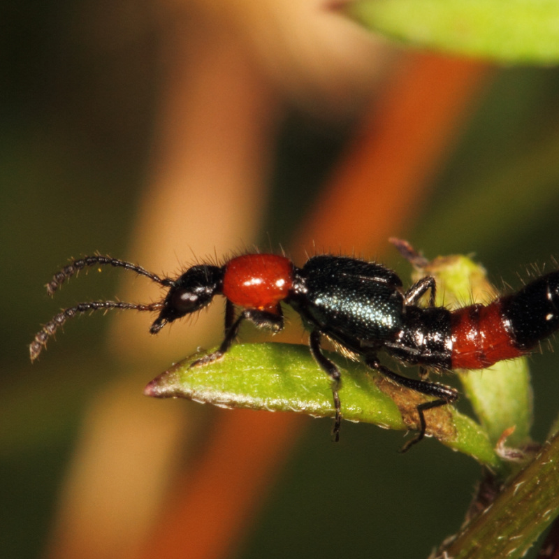 Close Up Of a Rove Beetle, Also Known as a Tomcat in Bali On a Green Leaf