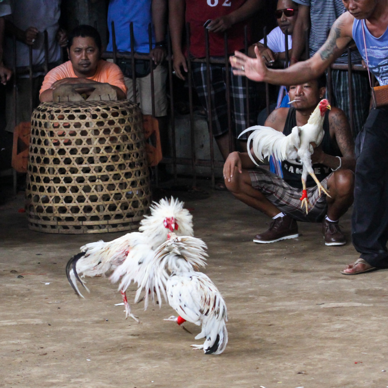 Cockfighting Event In Bali, Two Cockerels Fight While Local Men Watch