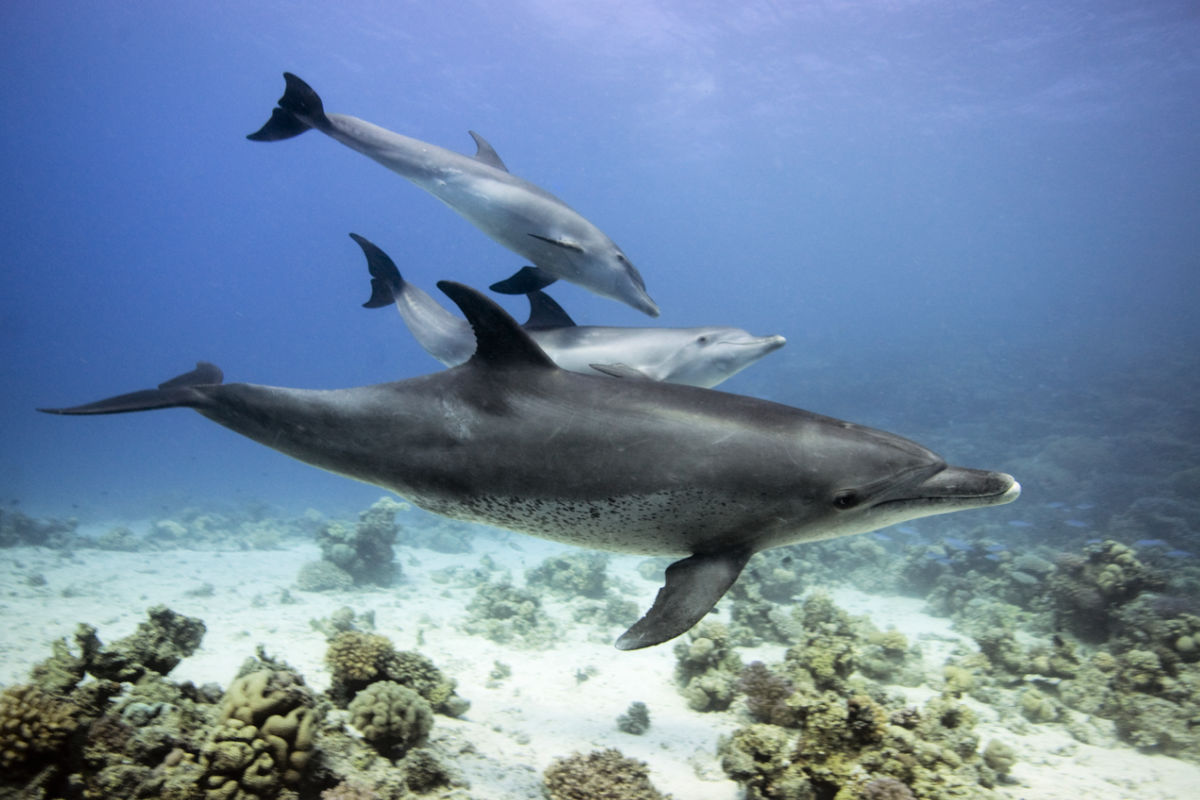 Дельфин Черноморская Афалина субтропики